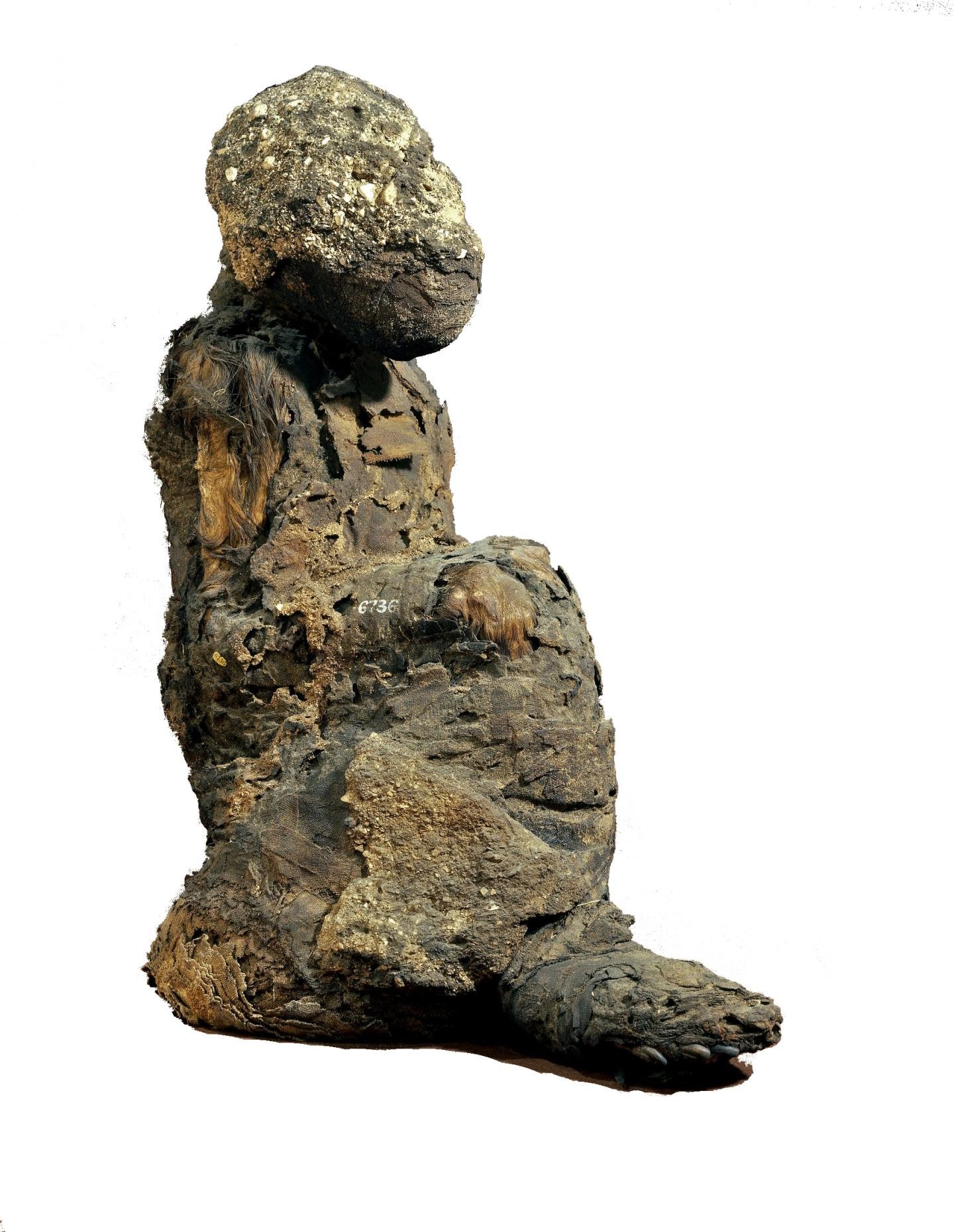 Espécime EA6736 recuperado do Templo do Novo Reino de Khons (Foto: Museu Britânico)