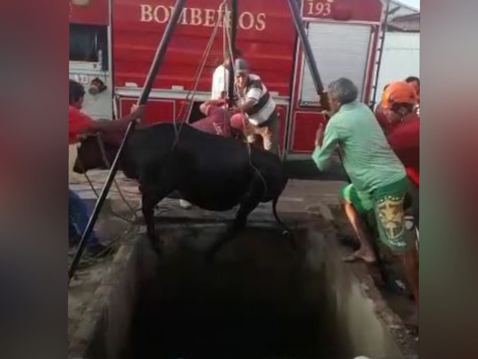 Bombeiros usaram um tripé e cordas para içar a vaca e retirá-la da cisterna — Foto: Corpo de Bombeiros