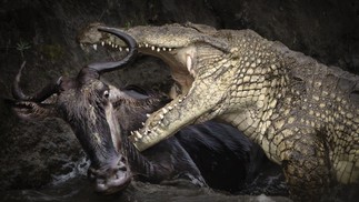 O combate entre um jacaré e um mamífero também foi destaque na competição — Foto: Zhu Zhu/ Sony World Photography Awards