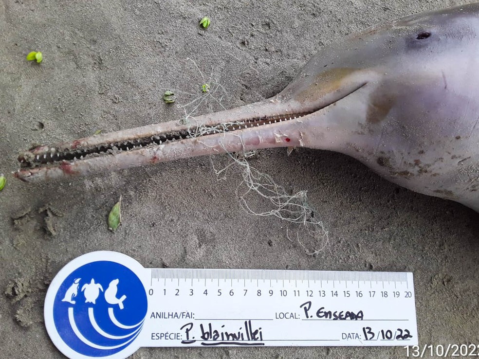 Seis dos 15 golfinhos encontrados apresentavam interações evidentes com redes de pesca  — Foto: Instituto Gremar/Divulgação
