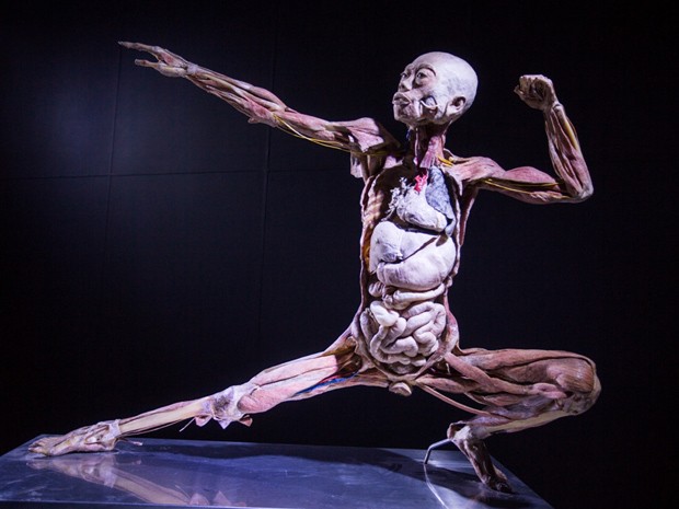 Um corpo da mostra Human Bodies (Foto: Divulgação/Diego Migotto)
