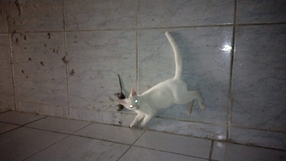 Rato morto é encontrado durante fiscalização em padaria de Maceió — Foto:  Vigilância Sanitária