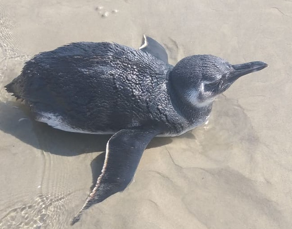 Pinguins encalhados encontrados com vida são tratados no Centro de Reabilitação e Despetrolização de Animais Marinhos do IPeC — Foto: Divulgação/IPeC