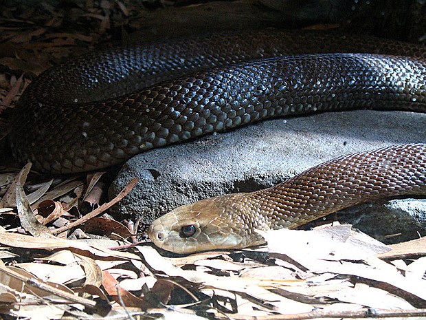 Esta é a Cobra Mais Letal do Mundo