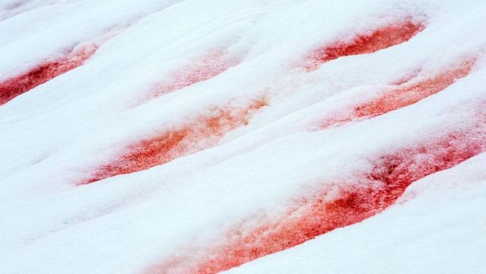 Em alguns lugares, as algas podem produzir uma coloração rosa suave na neve, enquanto em outros pode ser vermelho sangue — Foto: ASHLEY COOPER PICS/ALAMY