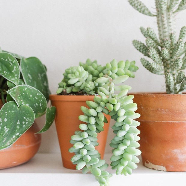 Plantas para pendurar: 5 espécies pendentes para você cultivar em casa (Foto: Reprodução / Instagram/ @terracottakat)