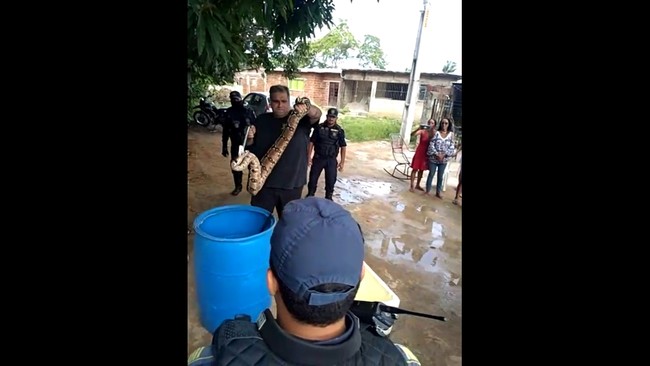 Jiboia de 1,80 metro é resgatada pela Guarda Municipal em Olinda