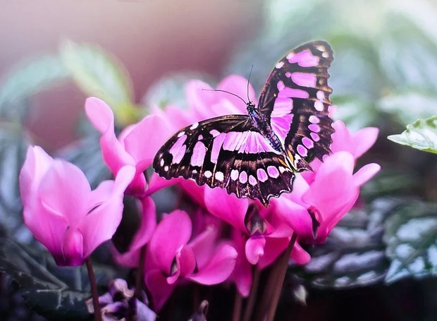 As borboletas também são ótimos insetos para ter no jardim e preservar a biodiversidade (Foto: Pixabay/JillWellington/CreativeCommons)