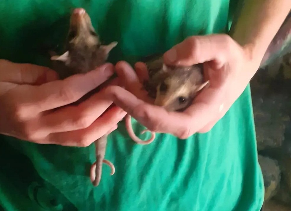 Os dois animais foram resgatados juntos por equipes da Defesa Civil — Foto: Divulgação/Defesa Civil
