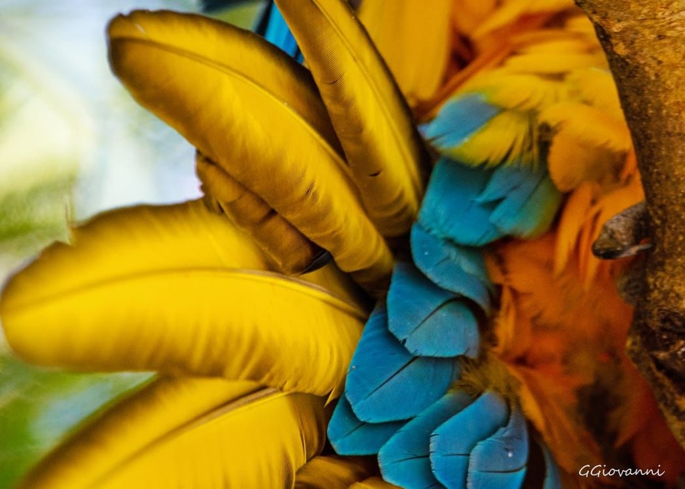 Penas de arara-canindé. — Foto: Guilherme Provenzano Giovanni/Arquivo Pessoal