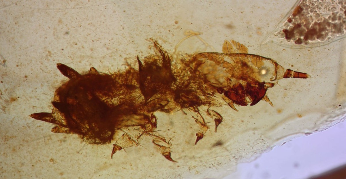 Amber preserves beetles that ate dinosaur feathers 105 million years ago |  Sciences