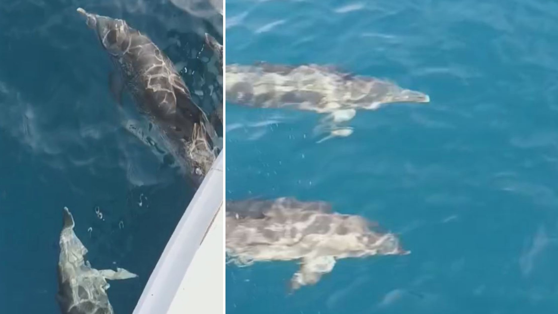 Biólogo registra aparição de grupo de golfinhos com filhotes na Baía de Santos: 'dádiva'