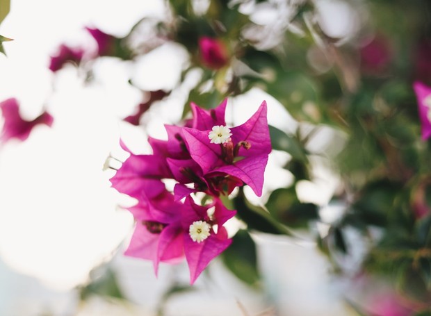 A primavera possui folhas são pequenas, lisas, ovaladas e brilhantes (Foto: Unsplash / Amy Humphries / CreativeCommons)