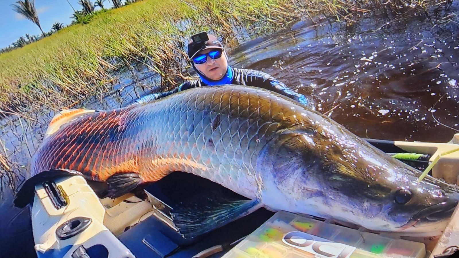 VÍDEO: Pescador leva cabeçada de pirarucu de mais de 2 metros durante pescaria ‘com a mão’ no rio Madeira