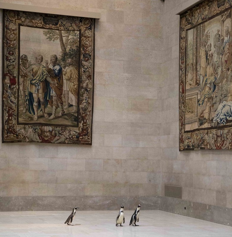 O Museu Nelson-Atkins recebeu alguns visitantes inusitados: três pinguins (Foto: Gabe Hopkins/The Nelson-Atkins Museum of Art)