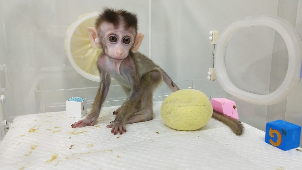 Macacos clonados podem ajudar nas pesquisas contra distúrbios psicológicos humanos — Foto: Chinese Academy of Sciences Inst/AFP 