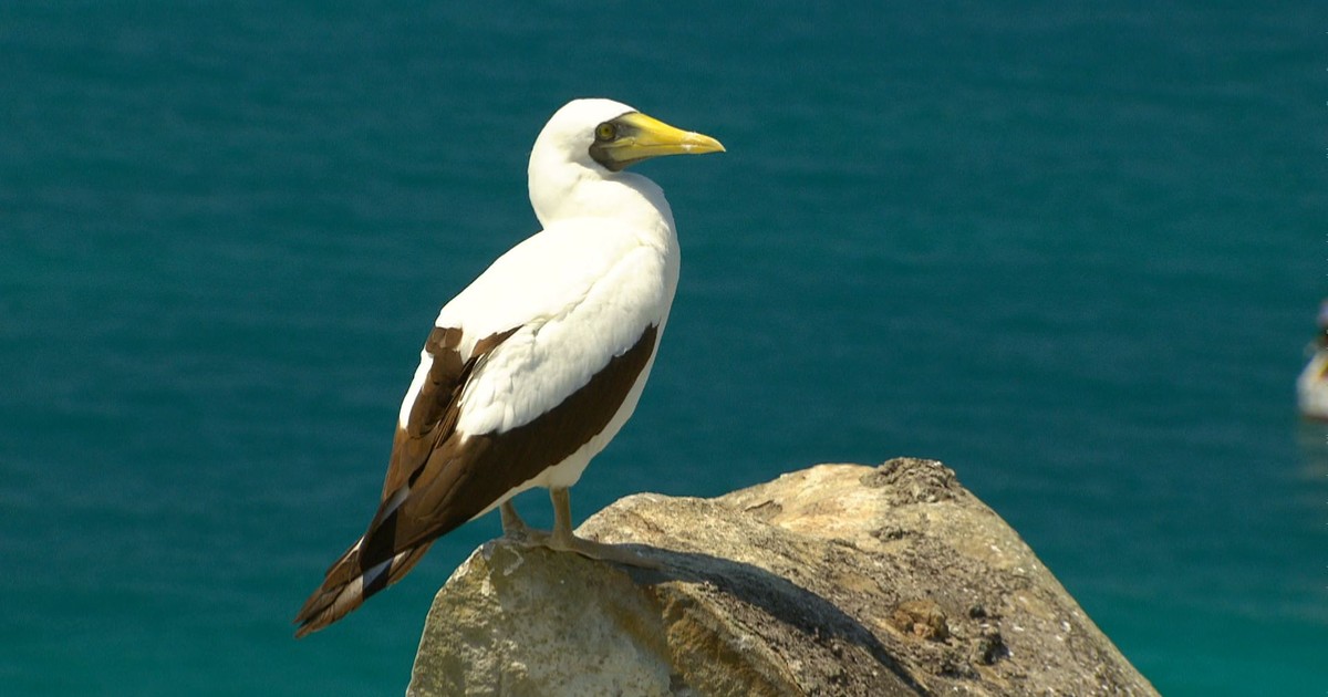 G1 - Atobá-grande - notícias em Fauna