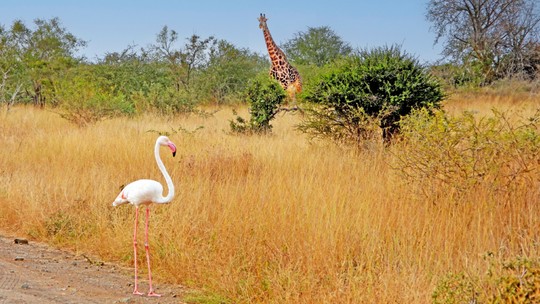 Avistamento incomum: flamingo é flagrado em parque na África e deixa entusiastas da vida selvagem intrigados; veja fotos 