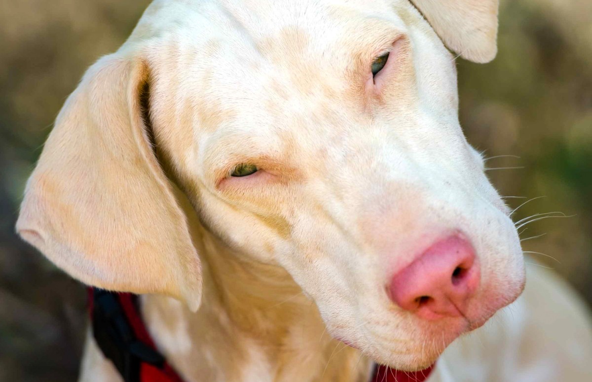 Cachorros albinos exigem atenção redobrada de seus tutores (Foto: Canva/Creative Commons)