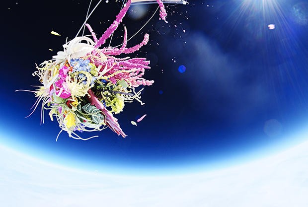 Flores no espaço 5 (Foto: Divulgação)