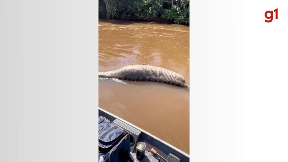 'Sucuri gigante' é encontrada morta boiando no Rio Dourado — Foto: Mazafishing/ Reprodução