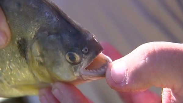 Pirarucu Desenvolveu Armadura Excepcional Para Escapar De Piranhas Natureza G1 Indica perigo, preocupação e alerta. pirarucu desenvolveu armadura