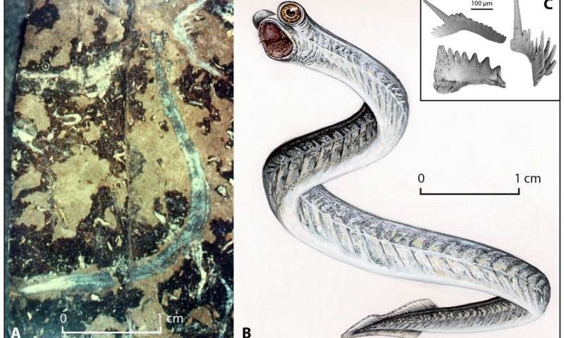 Microfósseis de pequenos vertebrados marinhos foram analisados por pesquisadores (Foto: Universidade da Nova Inglaterra)