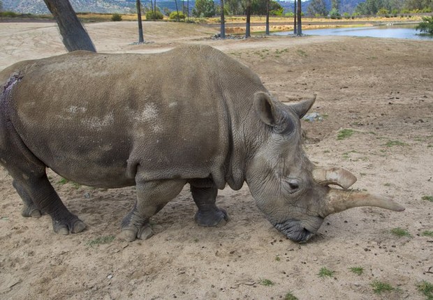 O rinoceronte Nola, um dos últimos rinocerontes brancos do mundo, morreu em 2015 (Foto: Getty Images/Arquivo)