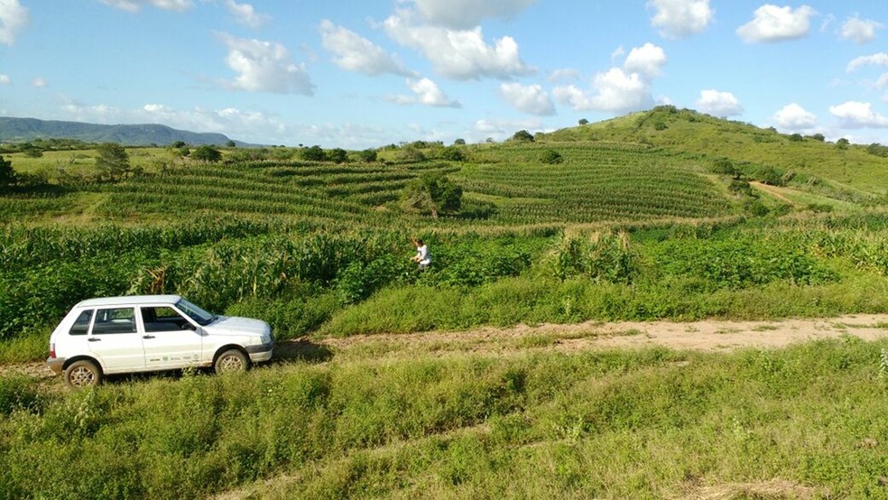 Área verde em Ingá abriga plantações de algodão e outras culturas — Foto: Divulgação/Emater-PB