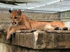 Onça parda de Porto Velho poderá ser adotada por zoológico do Acre