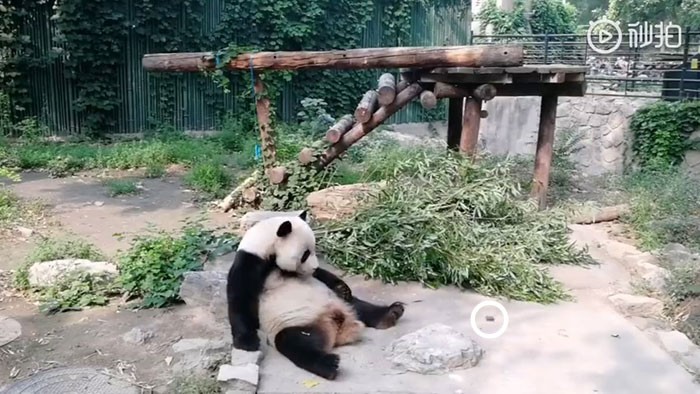 Famoso ponto turístico na China, zoológico de Macau registra ataque a panda (Foto: Reprodução / YouTube)
