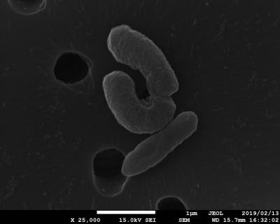 Imagem de Flavonifractor plautii capturada por Tasuku Ogita pode ser a primeira já tirada da bactéria (Foto: Tasuku Ogita, Ph.D. do Instituto de Ciências Biomédicas da Universidade Shinshu, Japão)