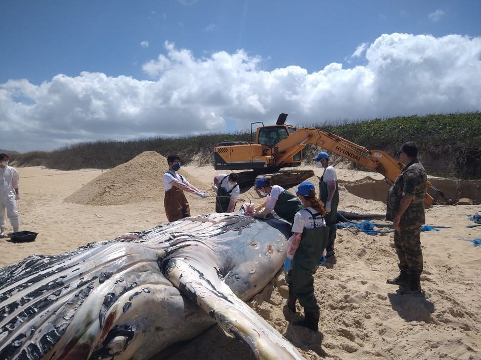 Carcaça da baleia foi enterrada em praia de Florianópolis — Foto: Mariana Carvalho