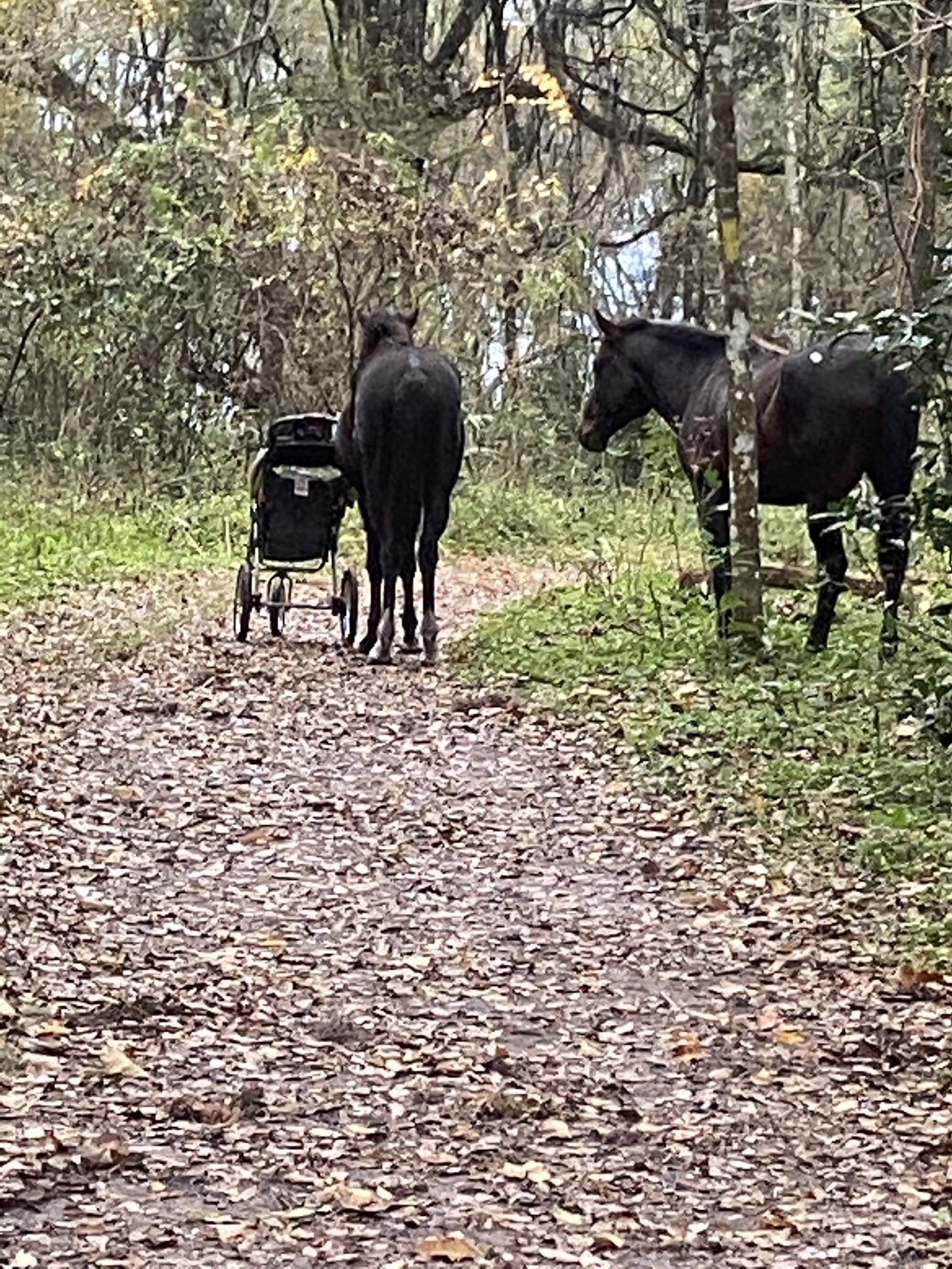 Os cavalos não deixaram ninguém passar até terem o carrinho de bebê - felizmente, sem a criança dentro (Foto: Reprodução/ Twitter)