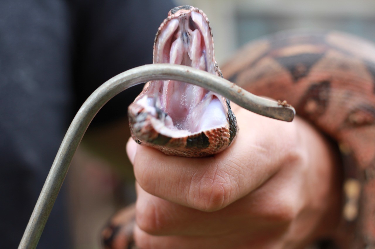 Entenda por que as cobras estão aparecendo com mais frequência nas zonas urbanas de RO