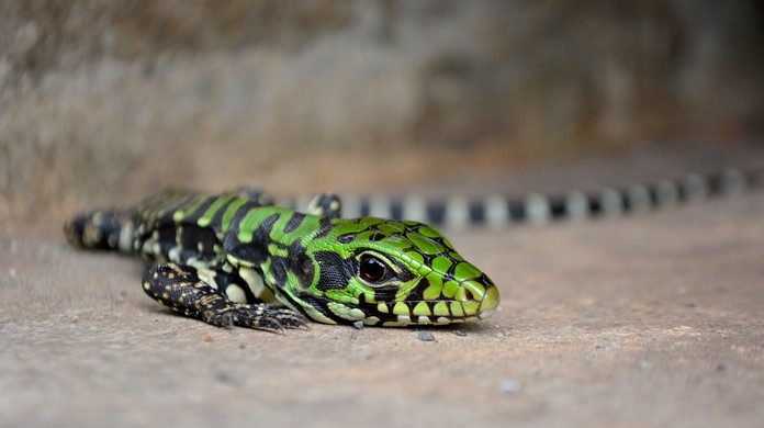 Filhote De Teiu Nasce Com Tons Esverdeados E Ovos Sao Cuidados Pelos Pais Terra Da Gente G1