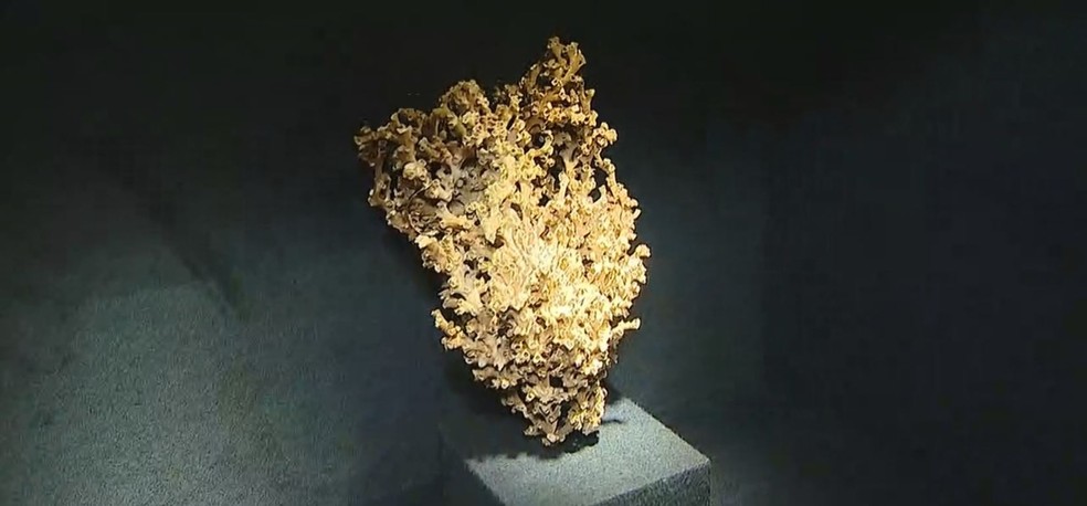 Corais de profundidade são exemplos de animais invertebrados que também estão expostos no museu  — Foto: Reprodução/NSC TV