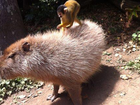 Macaco-esquilo é flagrado 'pegando carona' em capivara na Nova Zelândia
