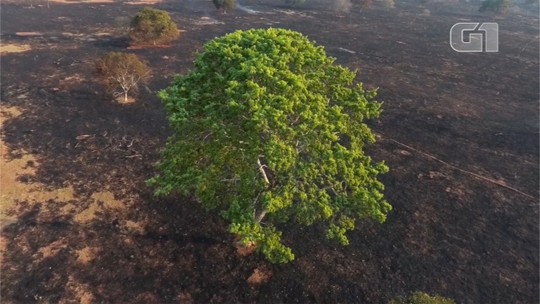 Valor de multas por queimadas aplicadas pela polícia ambiental cresce 240% em MS em 2019