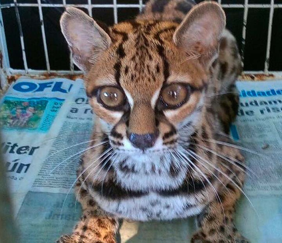 Com tinha sinais de atropelamento quando foi achado desmaiado em rodovia na Bahia  (Foto: Divulha&ccedil;&atilde;o/Ibama)