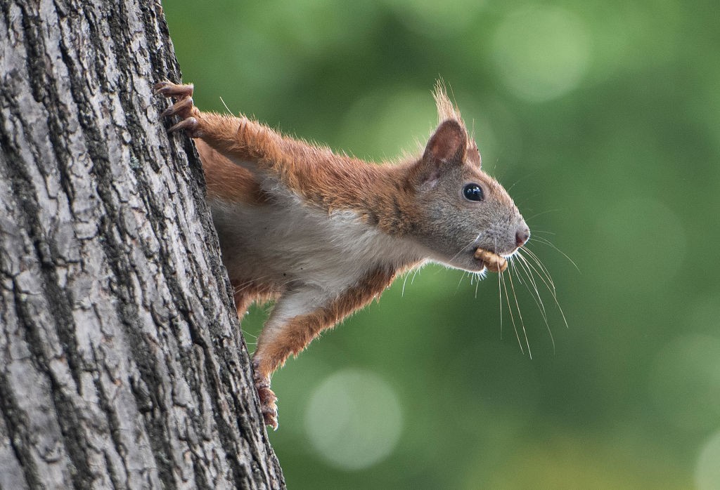 Esquilo testou positivo para peste bubônica (Foto: Getty Images)