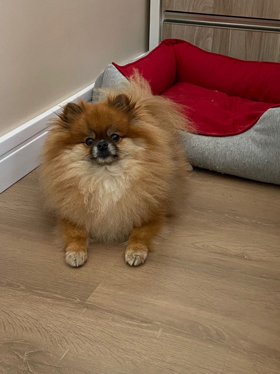 Cão Maru — Foto: Andre Souza/ Arquivo Pessoal