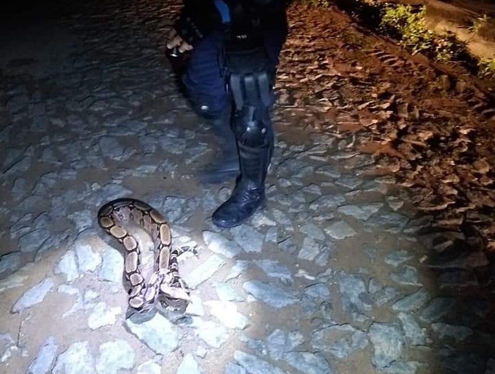 O animal foi removido com segurança pelos policiais militares — Foto: Divulgação/PM-CE