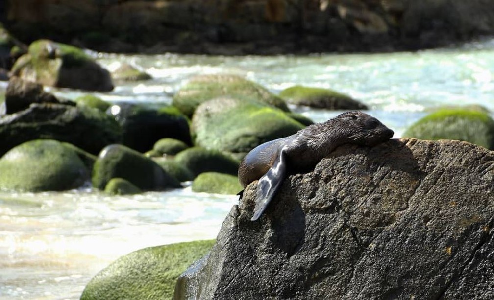 Lobo-marinho-do-sul no costÃ£o da Praia do Santinho em FlorianÃ³polis â€” Foto: Nilson Coelho/ AssociaÃ§Ã£o R3 Animal
