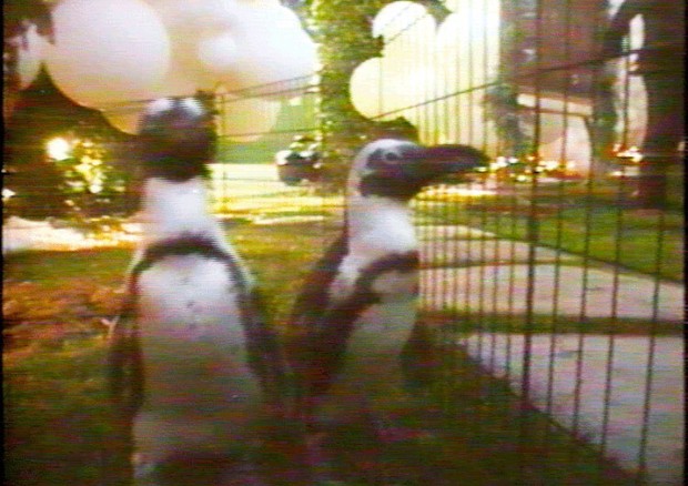 Pinguins no aniversário de Saint (Foto: Reprodução)