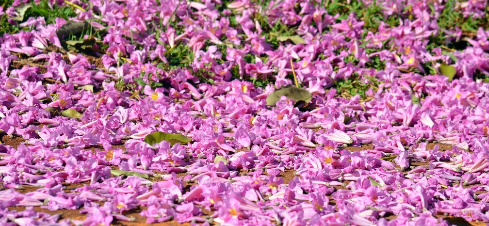 Flores do ipê roxo (Foto: Fabiana Assis/G1)
