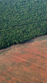 Cientistas estudam a relação entre epidemias e desmatamento