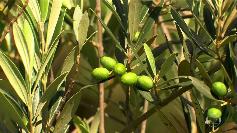 Azeitona-do-ceilão, fruto que que pode ser consumido em compotas ou em conserva (Foto: Reprodução/Globoplay)