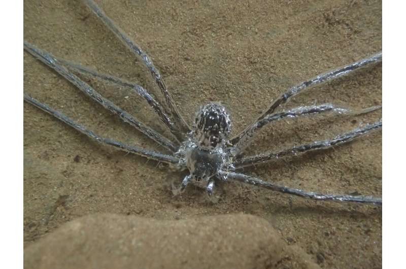 Espécie de aranha consegue se esconder embaixo d'água por até 30 minutos (Foto: Divulgação/ Ethiology)