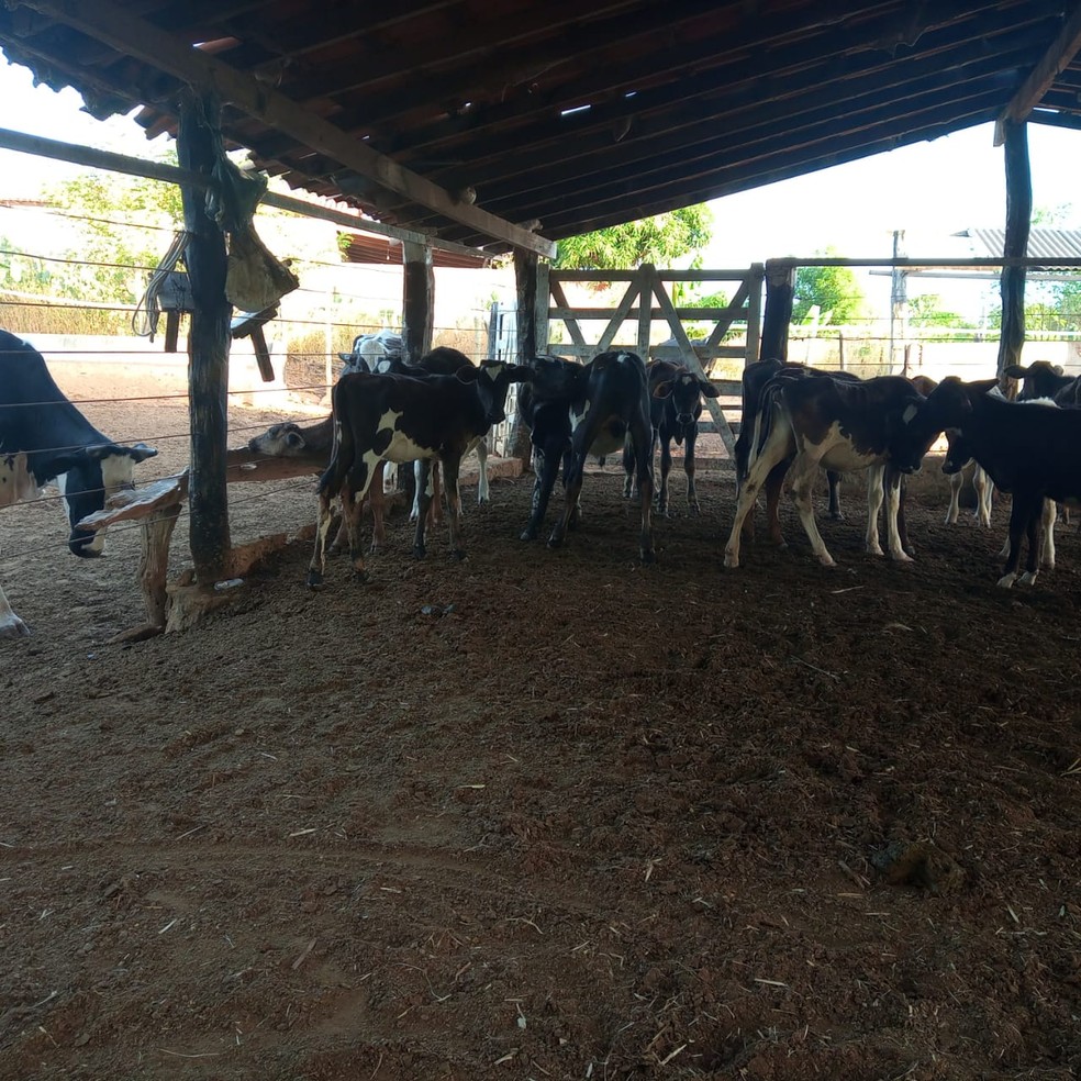 Polícia apreendeu 180 cabeças de gado — Foto: Polícia Civil/ Divulgação